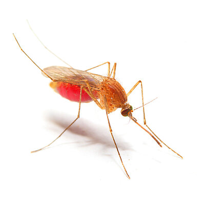 Malaria? Be confident.